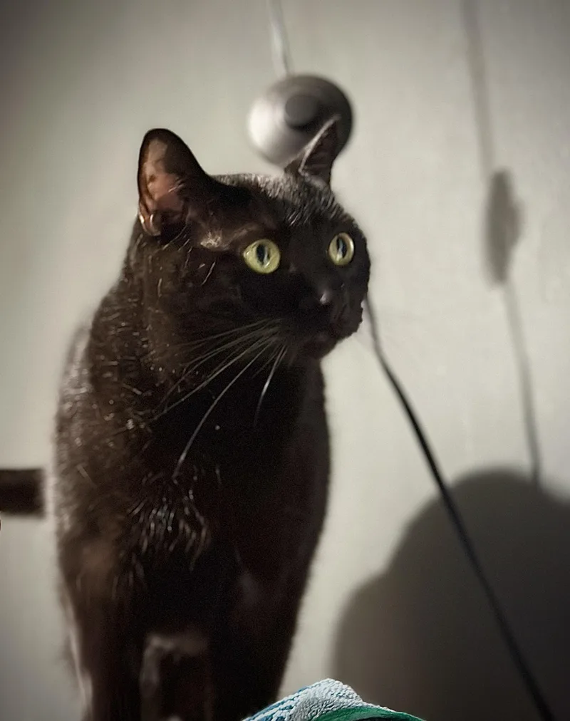 A senior large-sized female Bombay cat named Raven for adoption in Philadelphia, PA