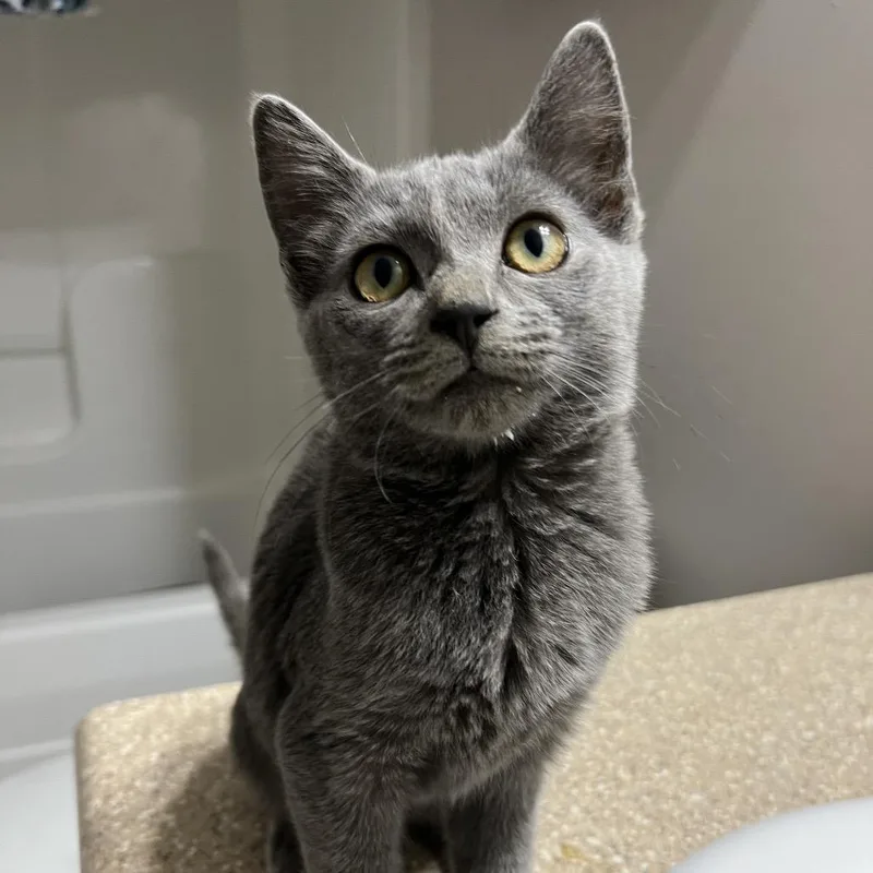 A baby small-sized female Gray / Blue / Silver Domestic Short Hair cat named Ravioli for adoption in Brownsboro, AL