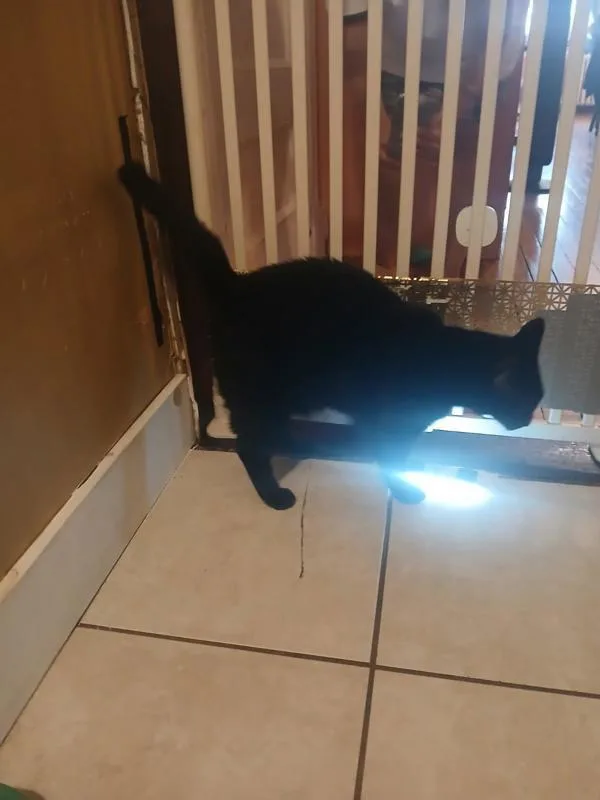 An adult large-sized male Domestic Short Hair cat named Simon for adoption in New York, NY