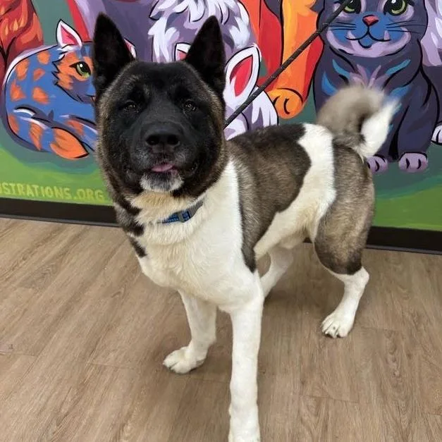 An adult large-sized male Brown / Chocolate Akita dog named Monet for adoption in Lyndhurst, VA