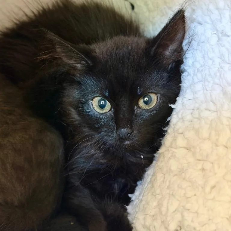 A baby medium-sized female Black Domestic Short Hair cat named Camellia & Trillium for adoption in Medfield, MA