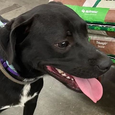 A young medium-sized male Mixed Breed dog named Jake for adoption in Chelmsford, MA