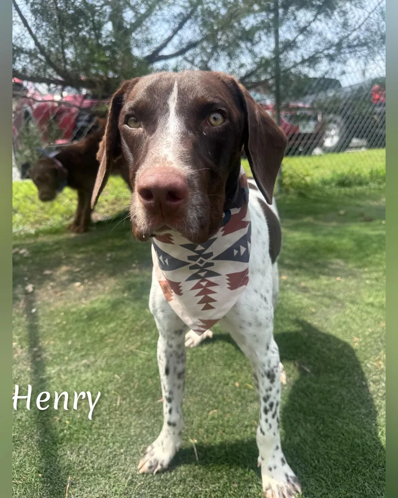Henry thumbnail 2