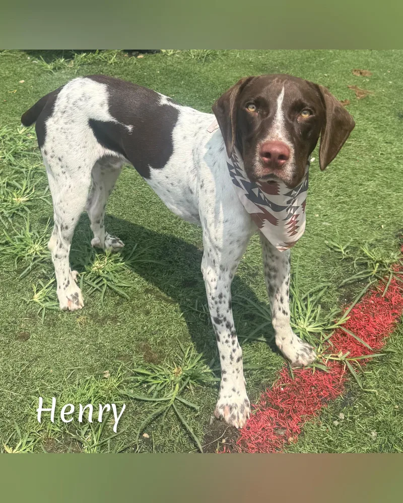 Henry thumbnail 5