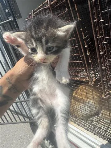 A baby small-sized female Domestic Short Hair cat named Iris for adoption in Houston, TX