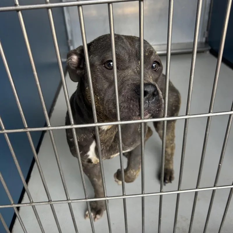 An adult medium-sized female Gray / Blue / Silver Pit Bull Terrier dog named Joel for adoption in Greenville, SC