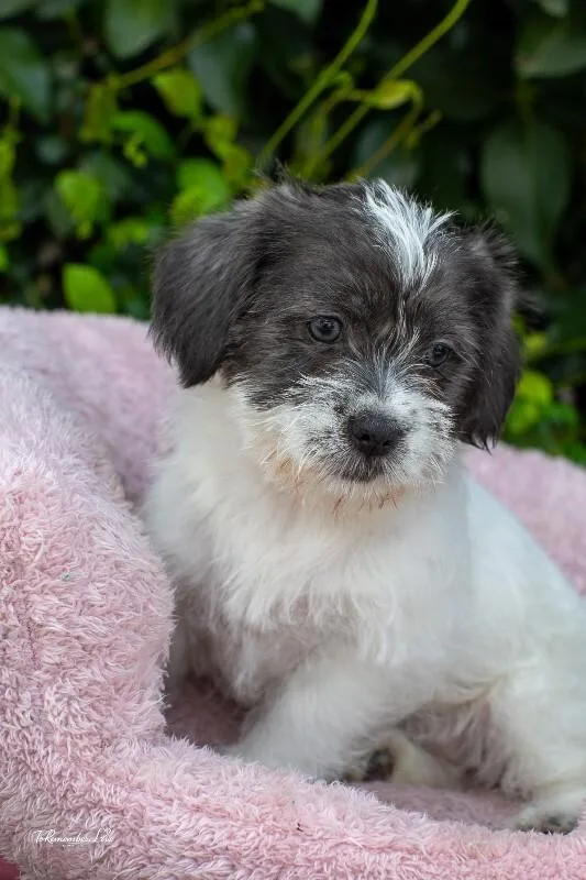 Sprinkles thumbnail 3