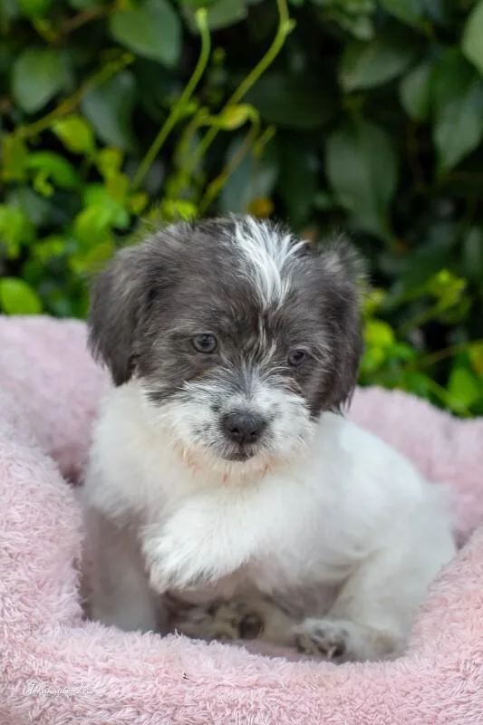 Sprinkles thumbnail 4