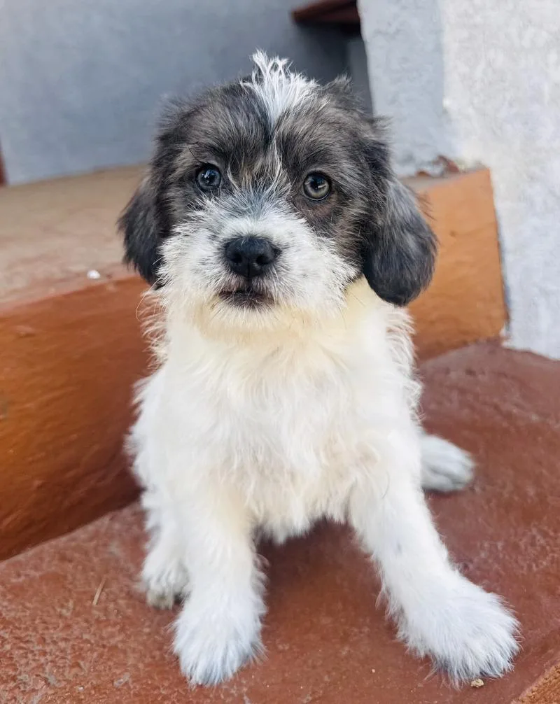 Sprinkles thumbnail 6