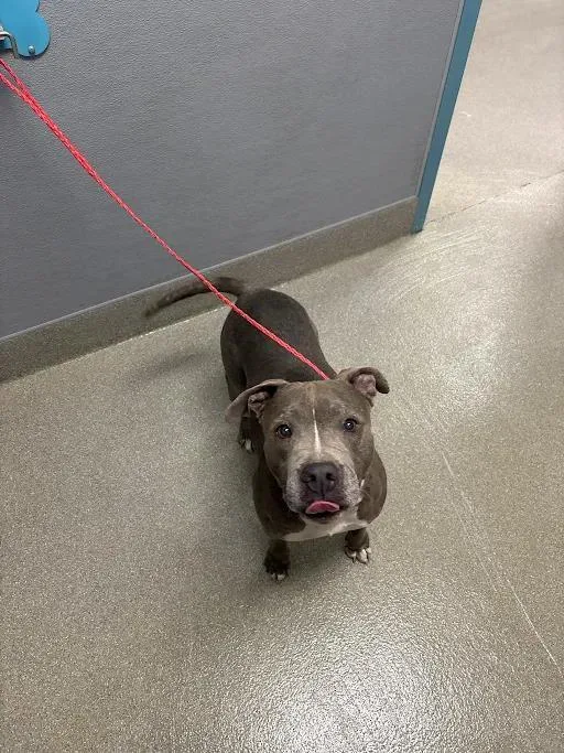 An adult large-sized female Pit Bull Terrier dog named Kona for adoption in Las Vegas, NV