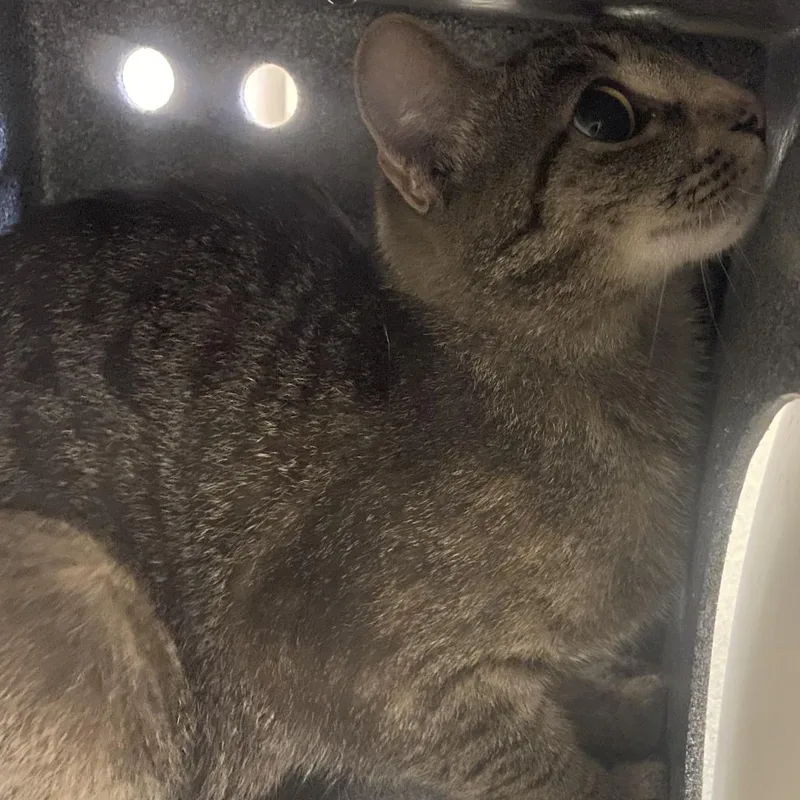 An adult medium-sized female Brown / Chocolate Domestic Short Hair cat named 71706 for adoption in Harrisonburg, VA
