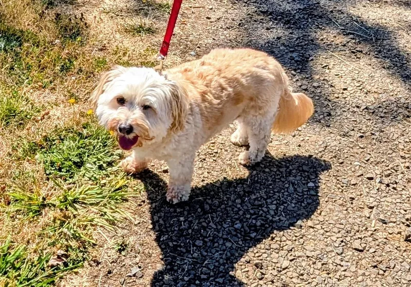 A senior small-sized male Apricot / Beige Havanese dog named Bentley for adoption in Philomath, OR