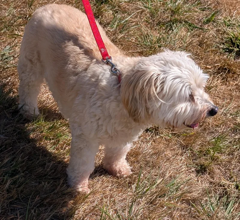 Bentley thumbnail 3