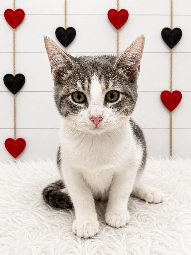 A baby small-sized male Domestic Short Hair cat named Van Halen for adoption in Corpus Christi, TX
