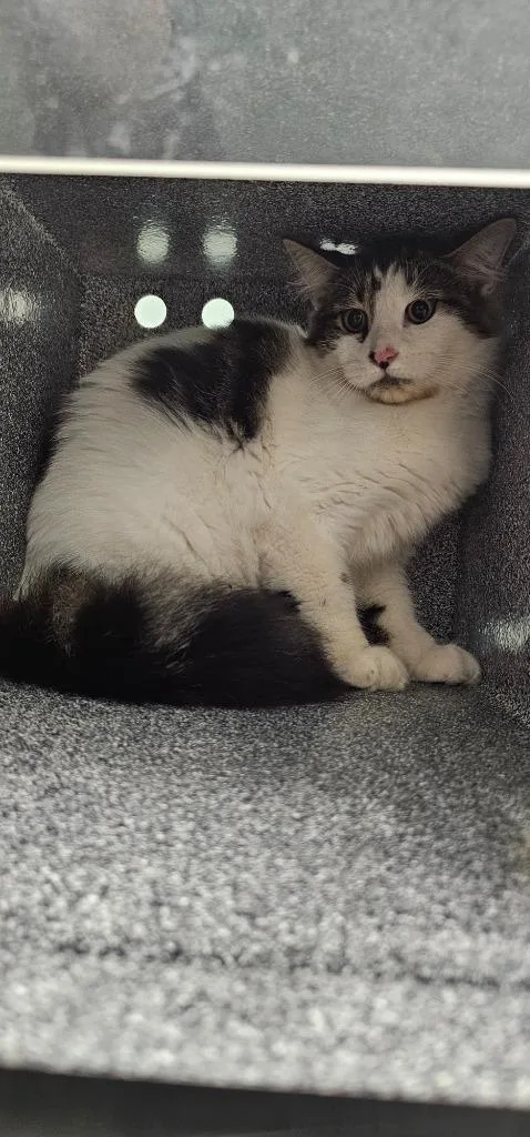 A young medium-sized male Domestic Short Hair cat named Hop for adoption in Athens, TN