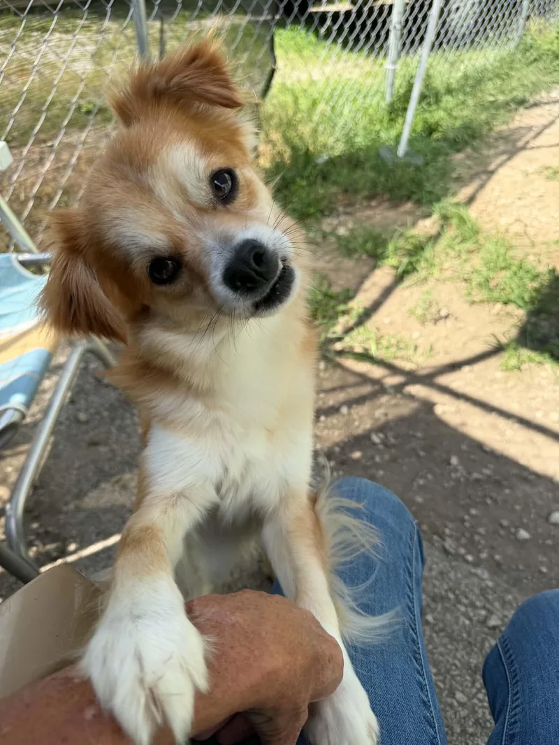 An adult small-sized male Terrier dog named Bruno for adoption in Atchison, KS