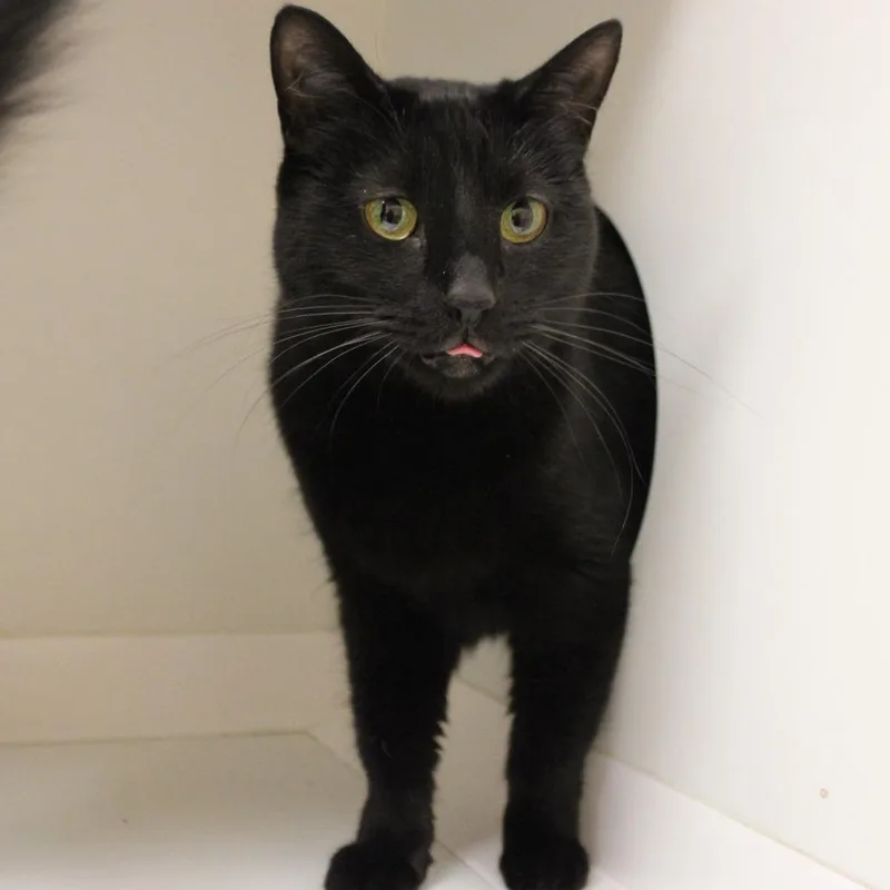 An adult large-sized female Black Domestic Short Hair cat named Abigail for adoption in Champaign, IL