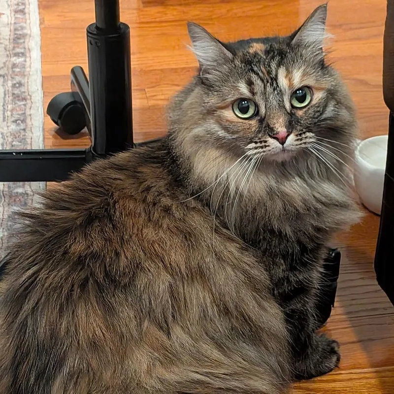 An adult large-sized female Brown / Chocolate Siberian cat named Mimi for adoption in Oakton, VA