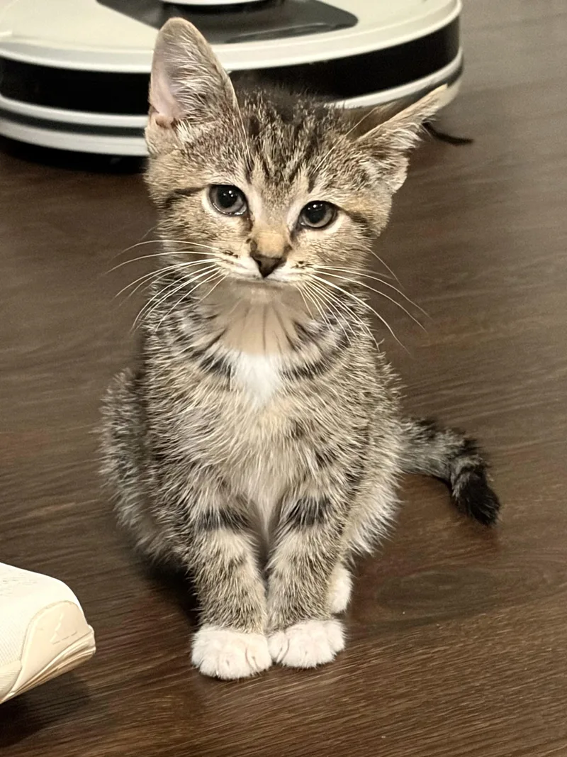 A baby medium-sized female Tabby (Brown / Chocolate) Tabby cat named Sabrina for adoption in New Albany, OH