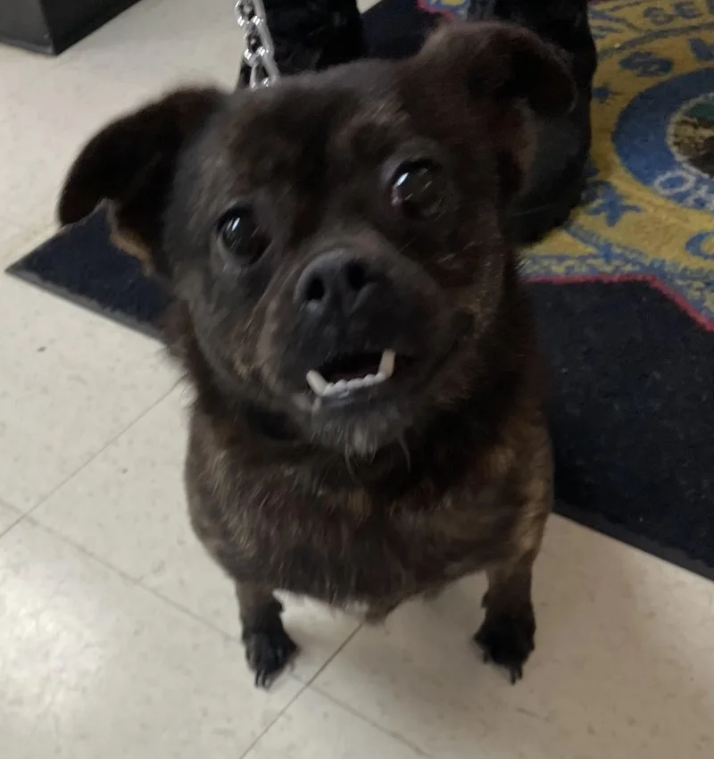 A young small-sized female Chihuahua dog named Nora HOLD for adoption in Canton, OH