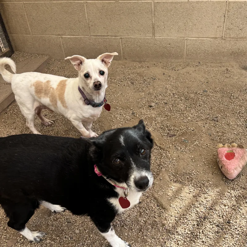 Rosa Barks & Andy thumbnail 2