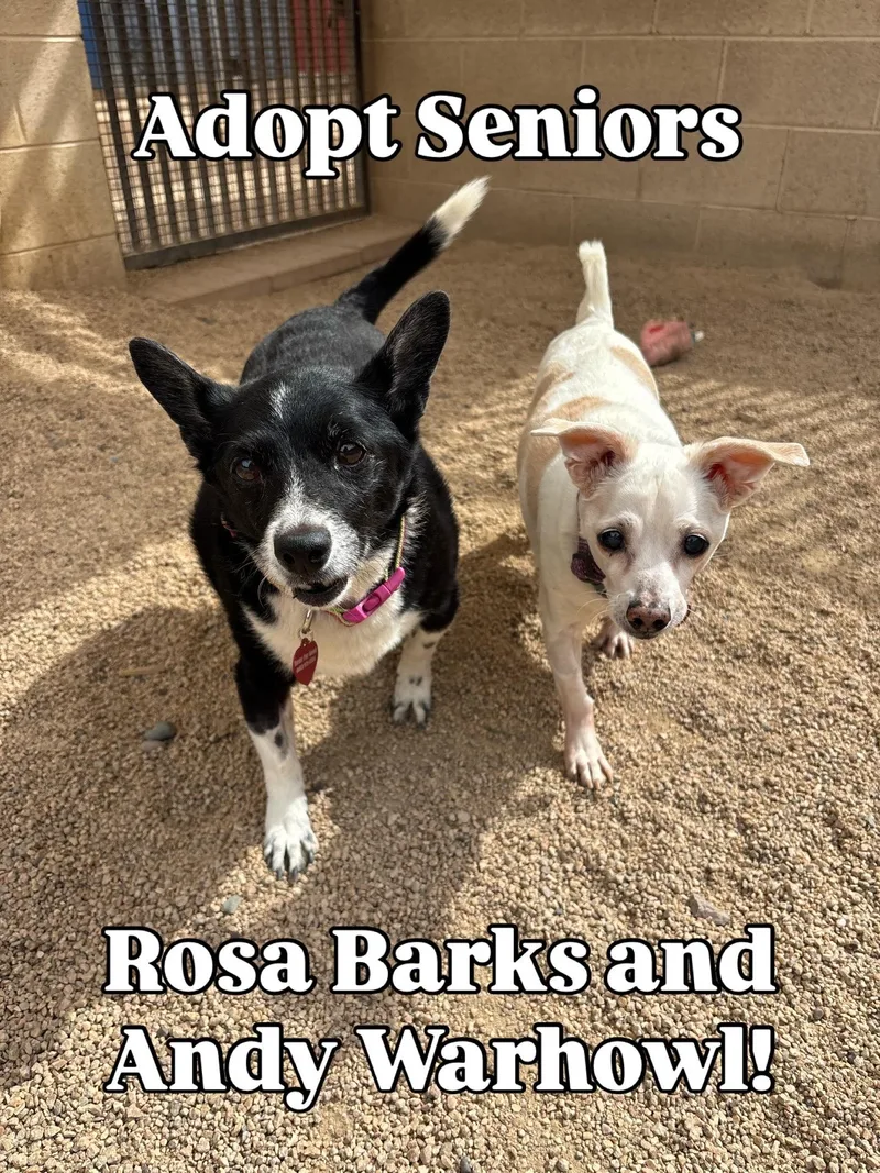 A senior small-sized female Chihuahua dog named Rosa Barks & Andy for adoption in Phoenix, AZ