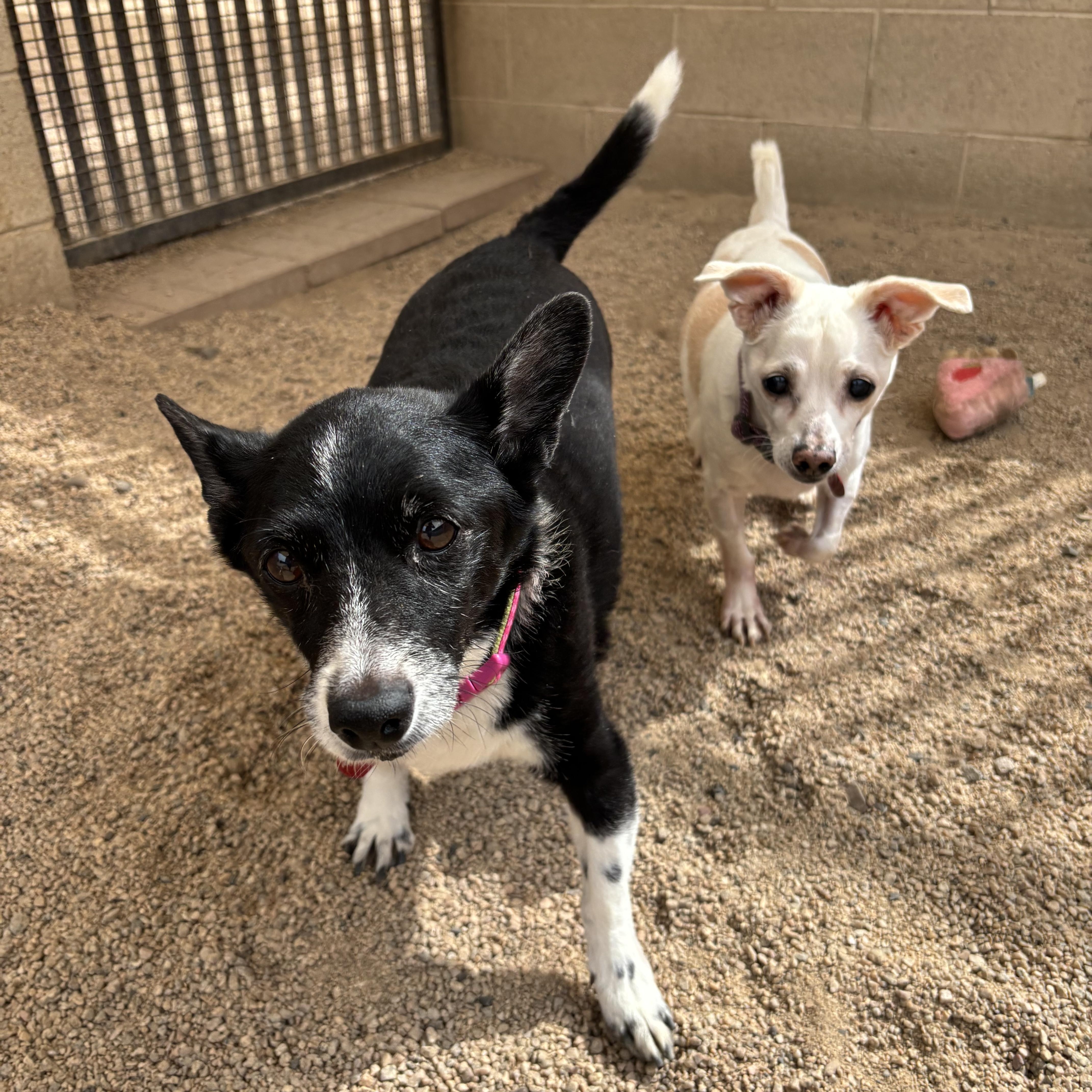 Rosa Barks & Andy thumbnail 3