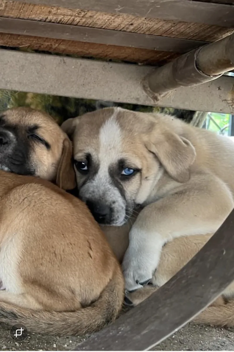 A baby medium-sized female Catahoula Leopard Dog dog named Crystal for adoption in Plano, TX