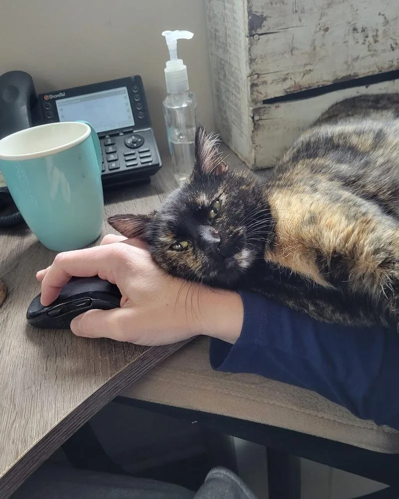 An adult medium-sized female Domestic Short Hair cat named Charlie for adoption in Albany, WI
