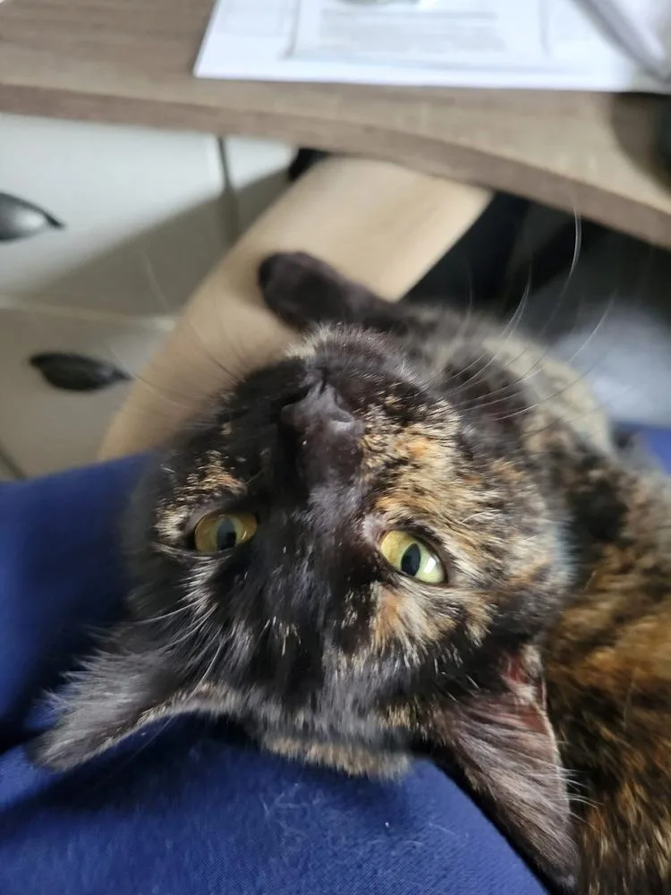 Charlie thumbnail 3