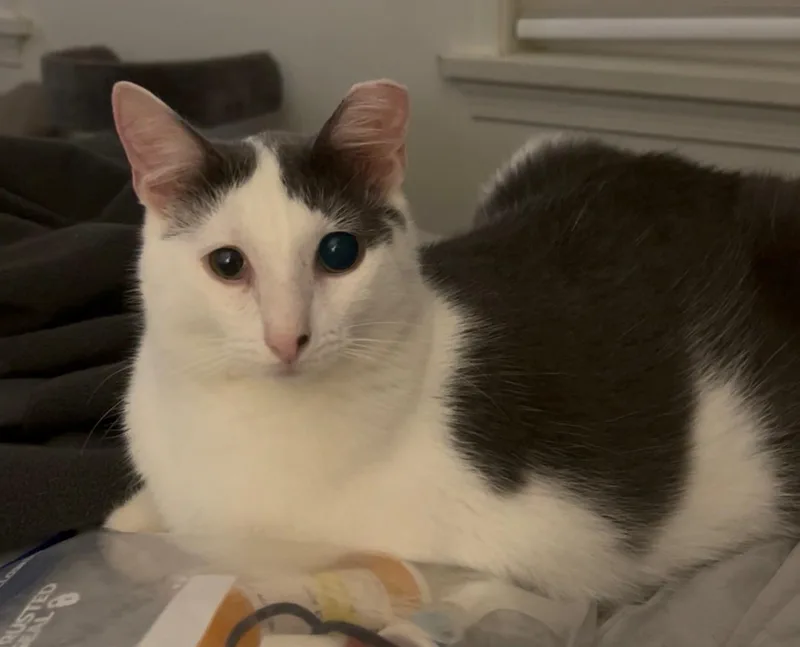 An adult medium-sized male Gray & White Domestic Short Hair cat named Hunter for adoption in Great Mills, MD