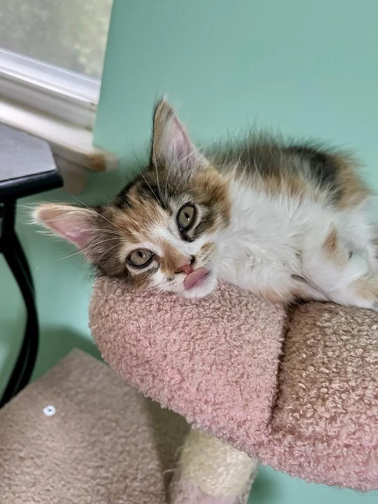 A baby medium-sized female Domestic Medium Hair cat named Stratus for adoption in Emerald Isle, NC