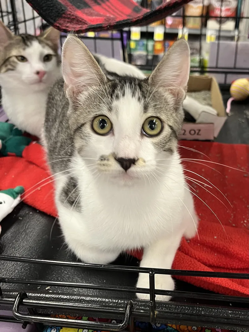 A baby medium-sized male Gray & White Domestic Short Hair cat named Edward Cullen CA for adoption in Schertz, TX