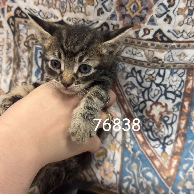A baby small-sized male Domestic Short Hair cat named Romeo for adoption in Chico, CA