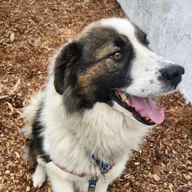 Theodore thumbnail 2