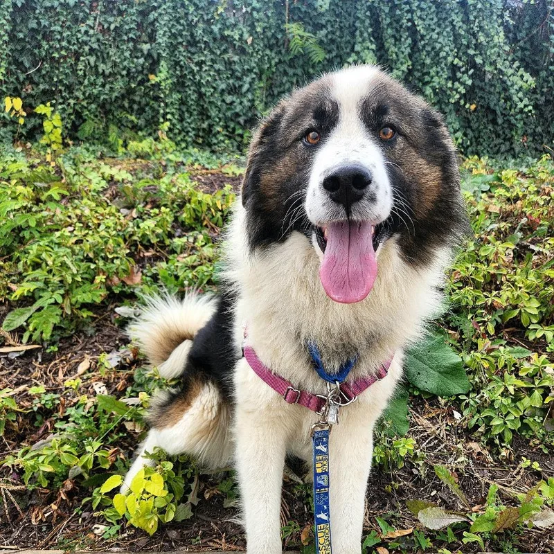 Theodore thumbnail 3