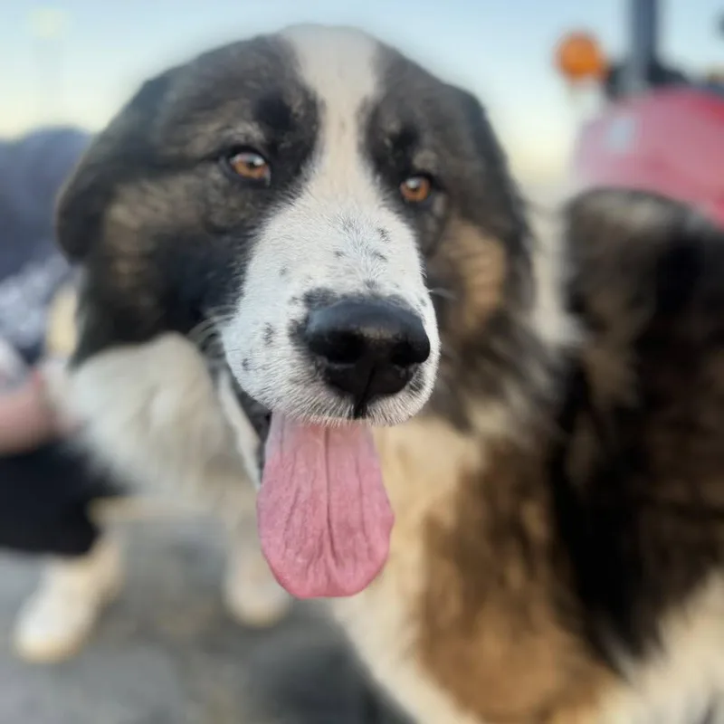 Theodore thumbnail 4