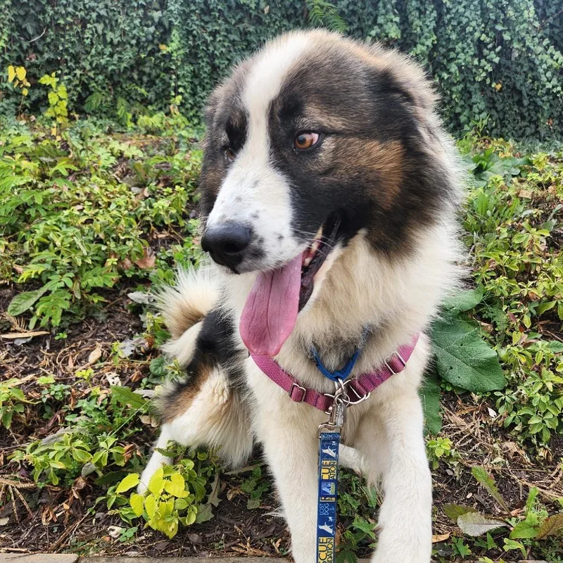 Theodore thumbnail 5