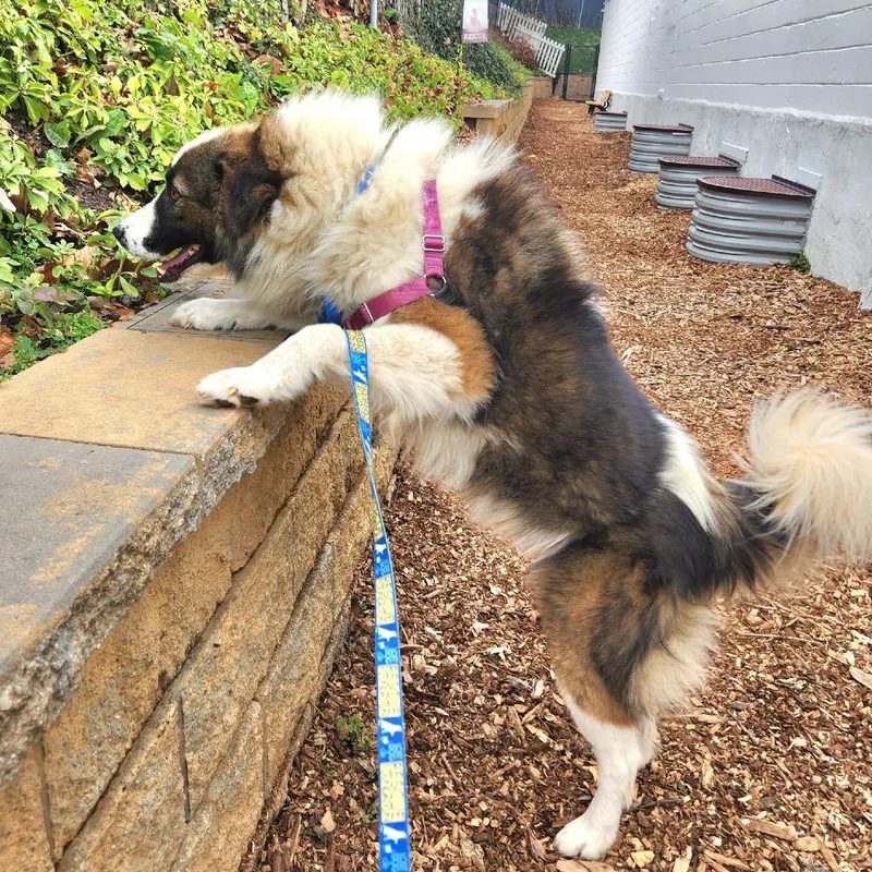 Theodore thumbnail 6