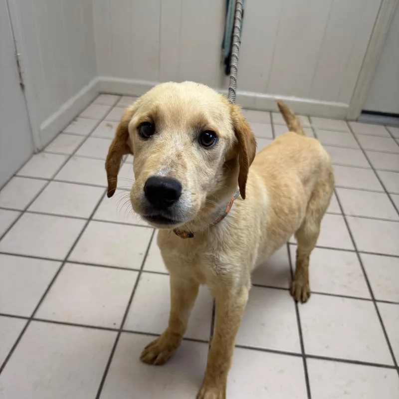 A baby medium-sized male Yellow / Tan / Blond / Fawn Golden Retriever dog named Remmy for adoption in Pasadena , MD