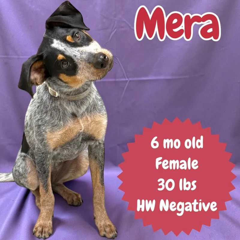 Mera