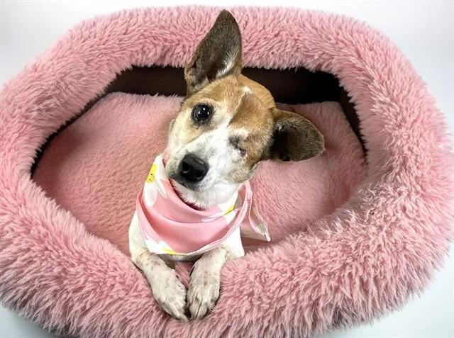 An adult medium-sized female Chihuahua dog named Mia for adoption in Fort Lauderdale, FL