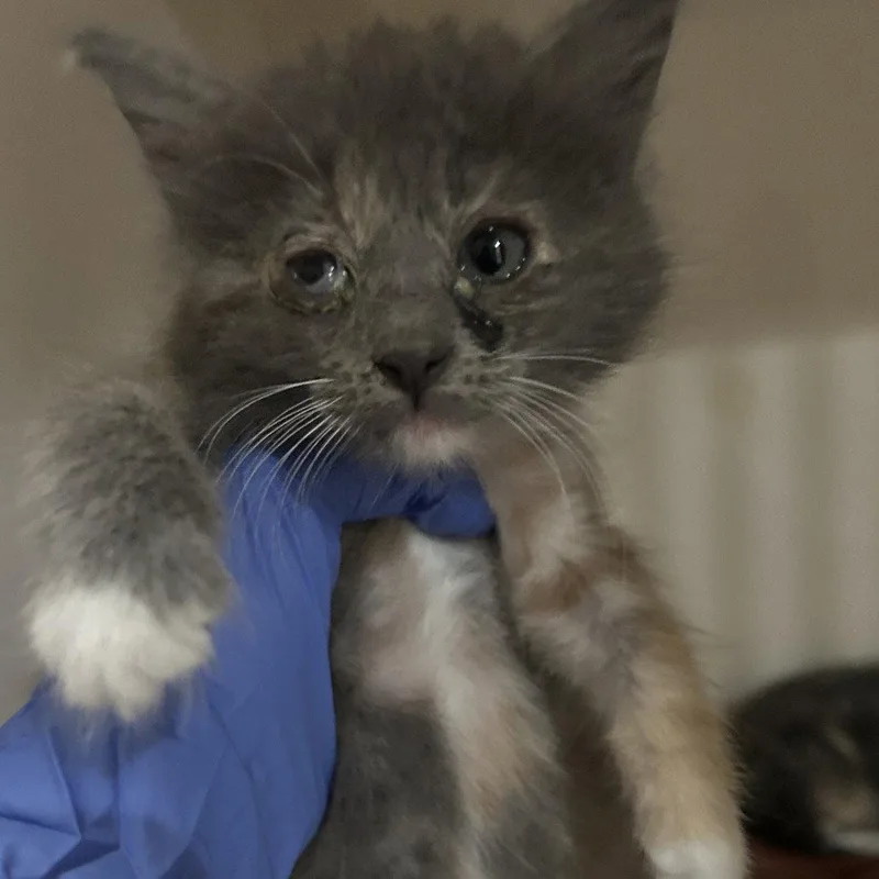 Gravy