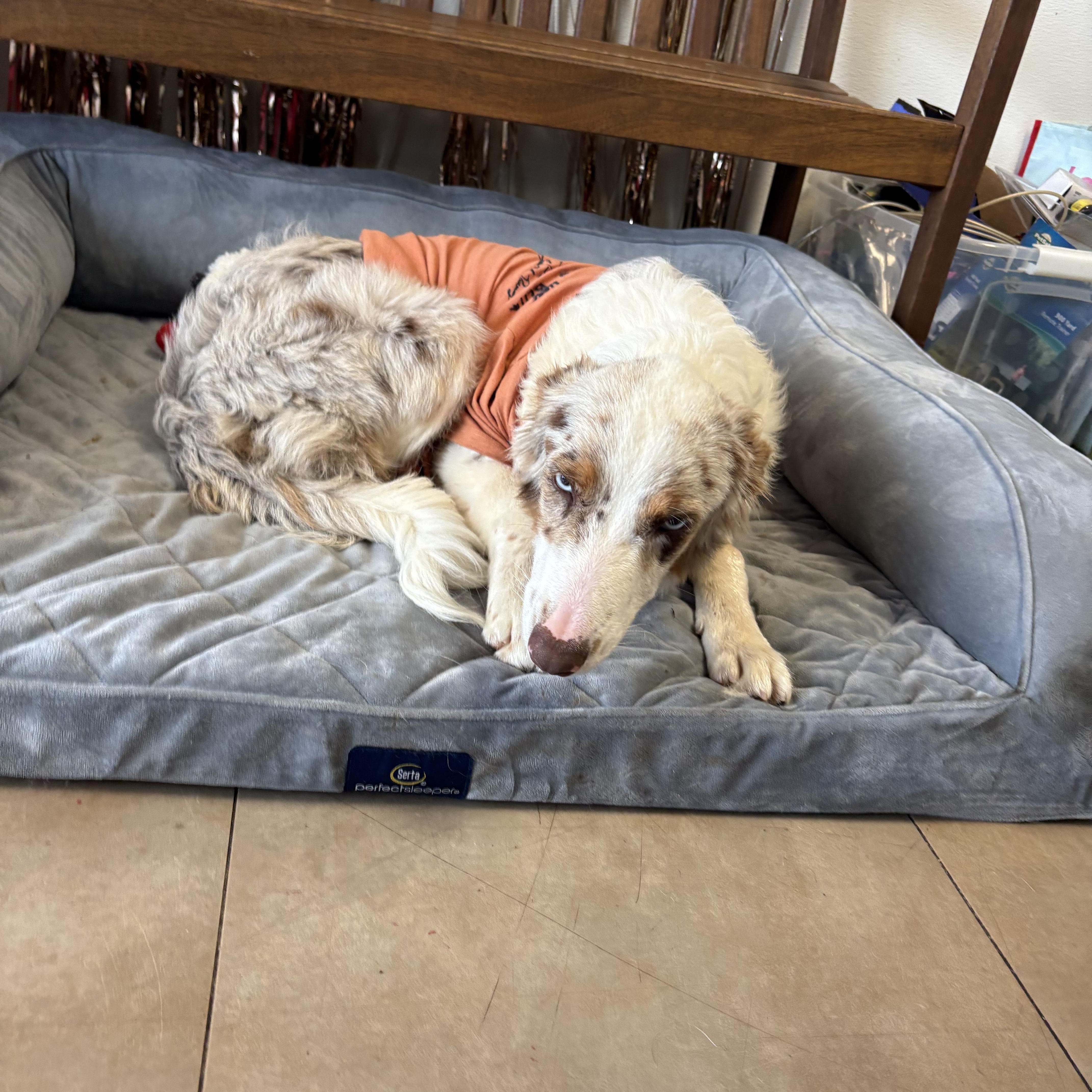 A young medium-sized female Australian Cattle Dog / Blue Heeler dog named Bella for adoption in Joliet, IL