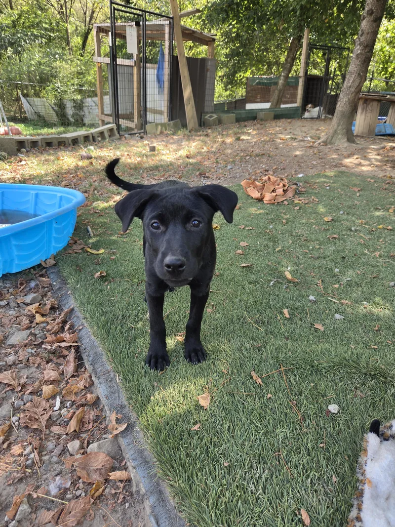 A baby large-sized female Staffordshire Bull Terrier dog named Shylah for adoption in Tracy City , TN