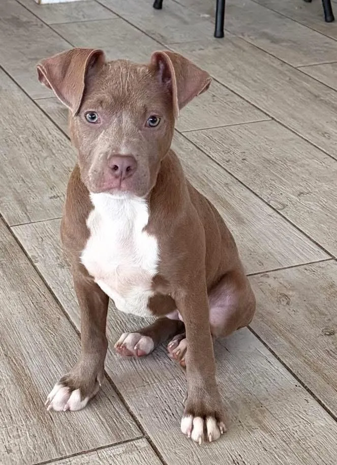 A baby medium-sized female American Staffordshire Terrier dog named Prim for adoption in Lutz, FL