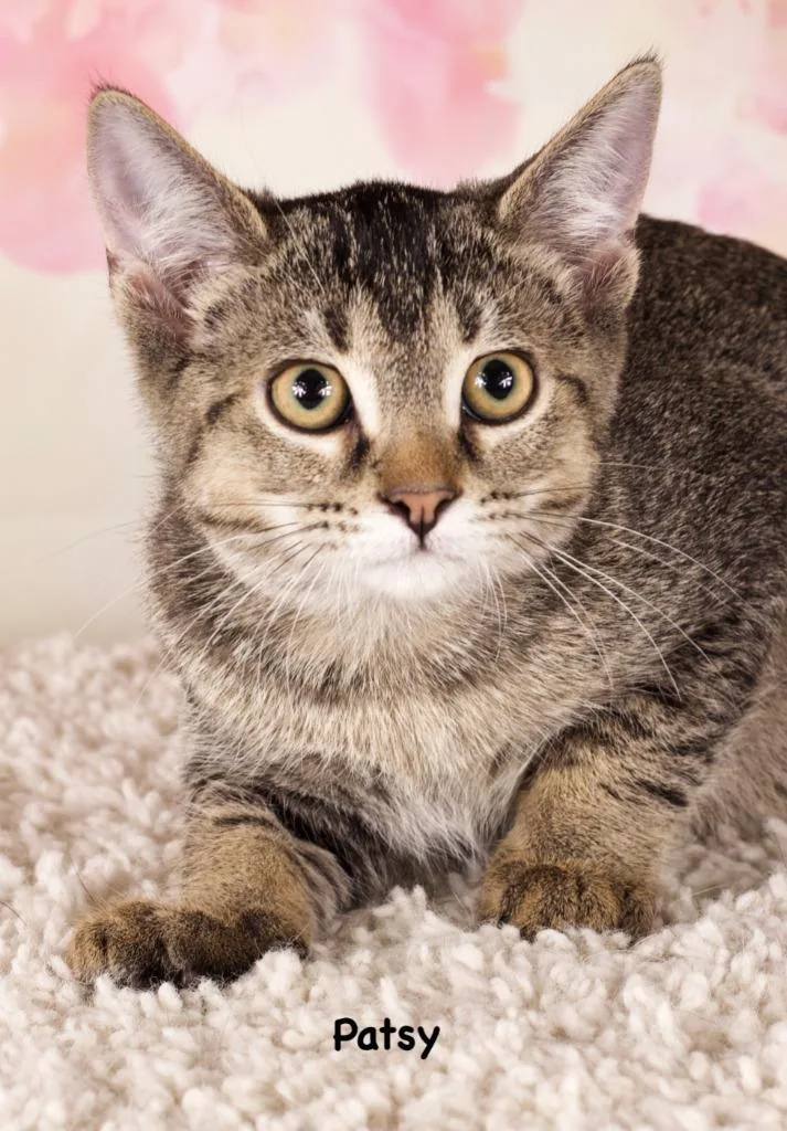A baby small-sized female Domestic Short Hair cat named Patsy for adoption in Gilbert, AZ