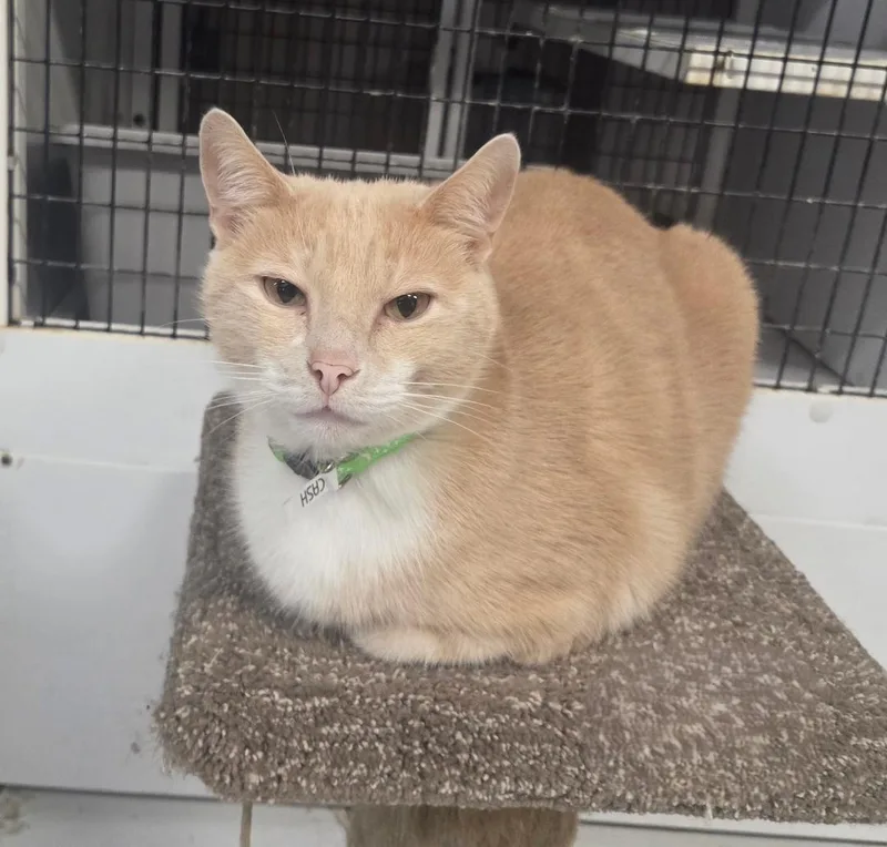 A senior large-sized male Orange & White Domestic Short Hair cat named Cash for adoption in Las Cruces, NM