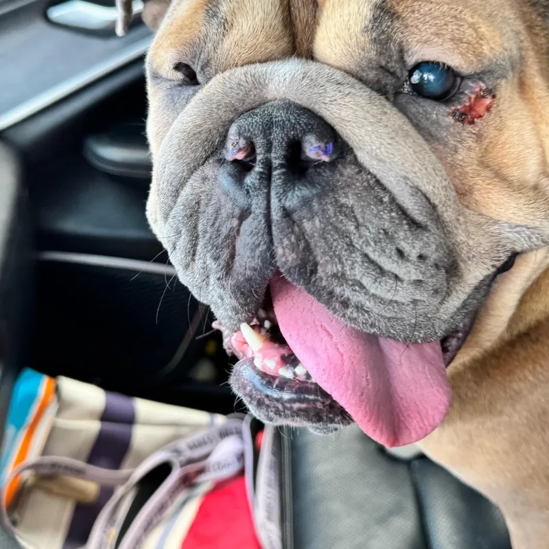 An adult medium-sized female Brown / Chocolate English Bulldog dog named Hazel for adoption in Huber Heights, OH