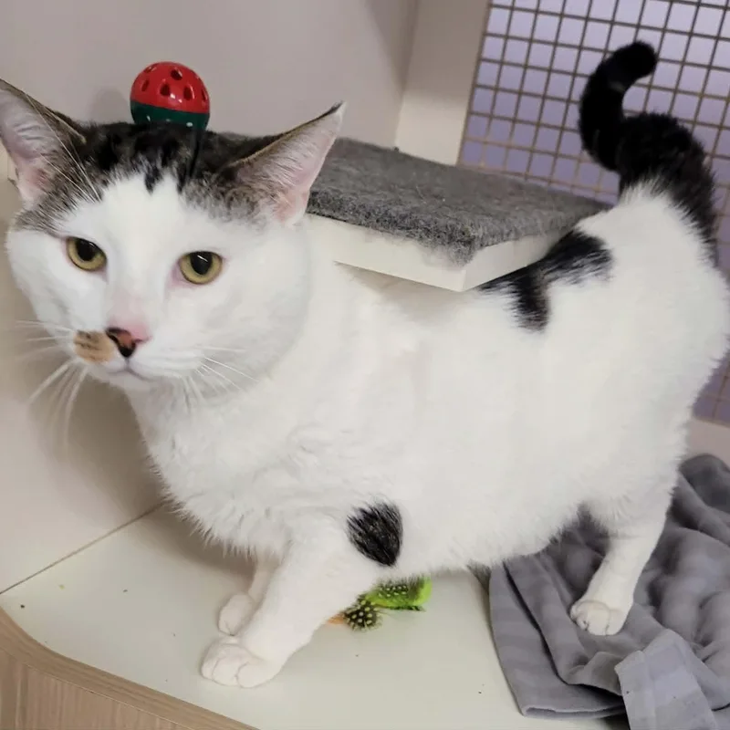 Thomas! Hefty Lovebug! thumbnail 2